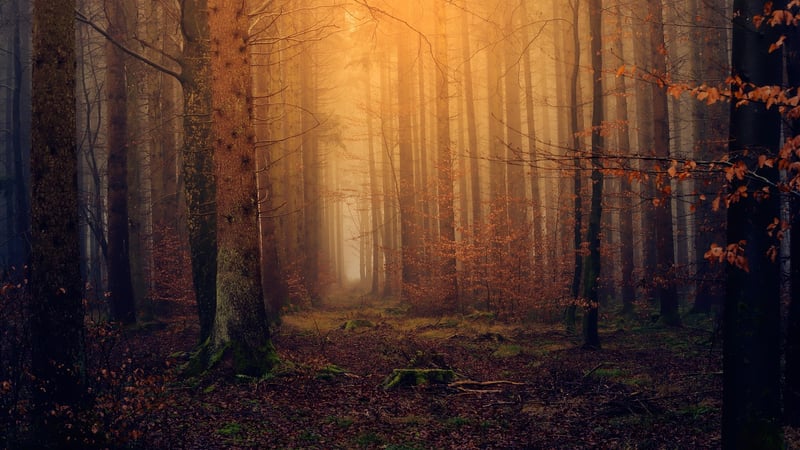 Magical Forest Nuptials