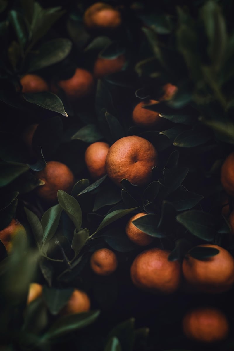 Nature's Bounty Banquet