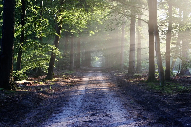 Enchanted Grove