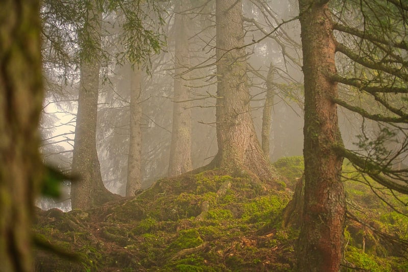 Forest Flavors