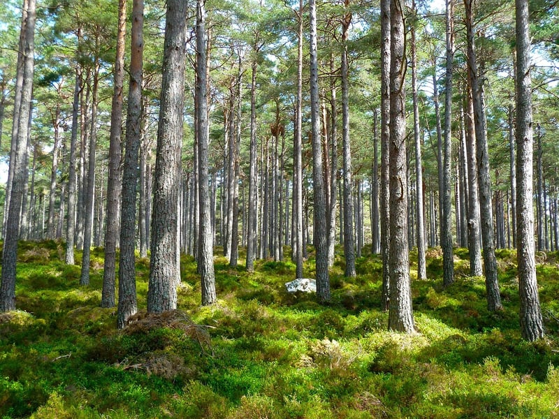 Woodland Forest